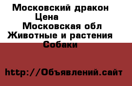  Московский дракон › Цена ­ 8 000 - Московская обл. Животные и растения » Собаки   